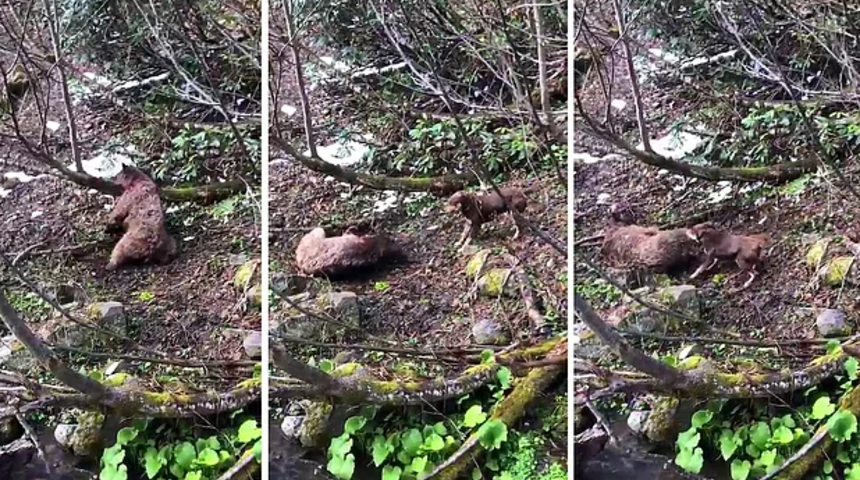 Artvin'de vahşet! Ayı yavrusunu vurup k&ouml;peklere par&ccedil;alattı