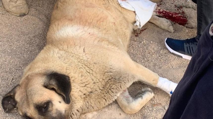 Sokaktaki k&ouml;peği bı&ccedil;aklayan şahıs g&ouml;zaltına alındı