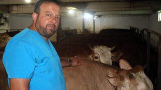 Kurbanlık hayvanlarda 'ölümcül kene' uyarısı