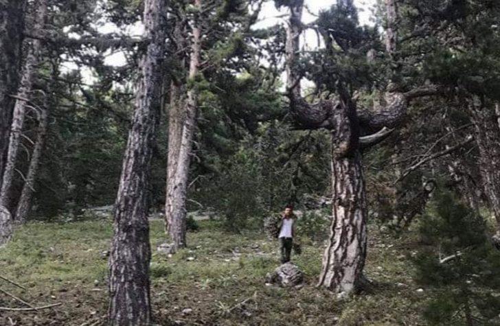 Şifa kaynağı kekik otu hasadı Akdağ yaylalarında başladı G1