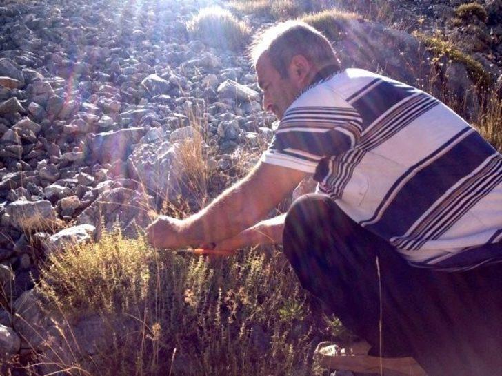 Şifa kaynağı kekik otu hasadı Akdağ yaylalarında başladı G2