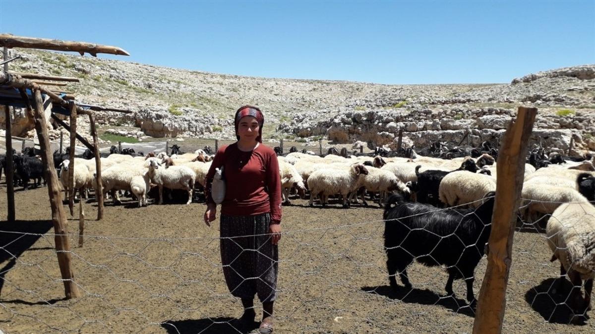 Mersin&rsquo;de 5 yılda 15,5 milyon TL s&uuml;t koyunculuğu ve s&uuml;t sığırcılığı desteği verildi