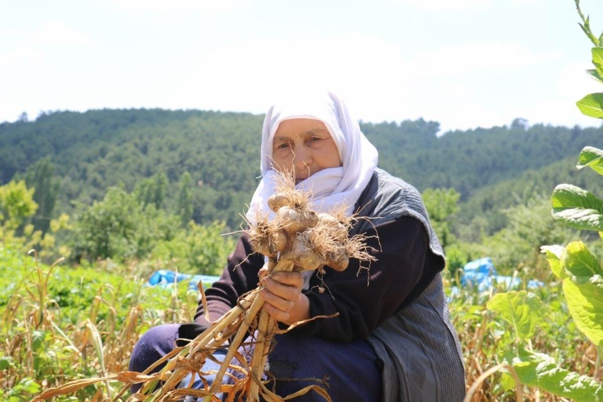 Hisarcık&rsquo;ta sarımsak hasadı başladı