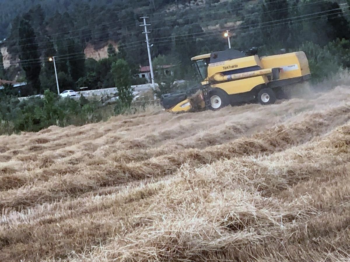 Kavaklıdere&rsquo;de organik buğday hasadı başladı