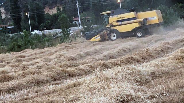 Kavaklıdere’de organik buğday hasadı başladı