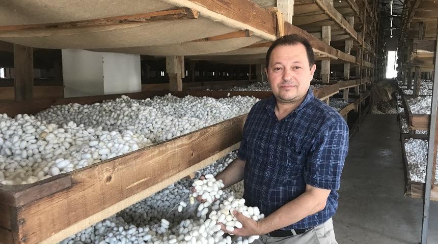  İpekböceği yetiştiriciliği 40 günde 15 bin lira kazandırıyor