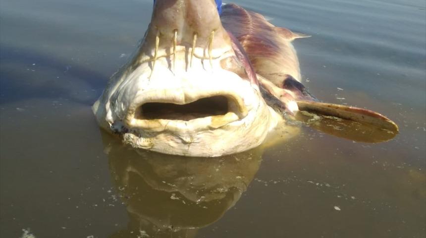 Biri 2,5, diğeri 1,5 metre boyunda! Küçükçekmece Gölü'nde bulundu
