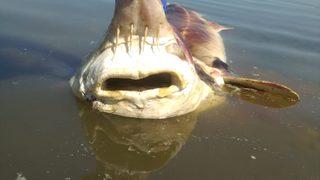 Biri 2,5, diğeri 1,5 metre boyunda! Küçükçekmece Gölü'nde bulundu