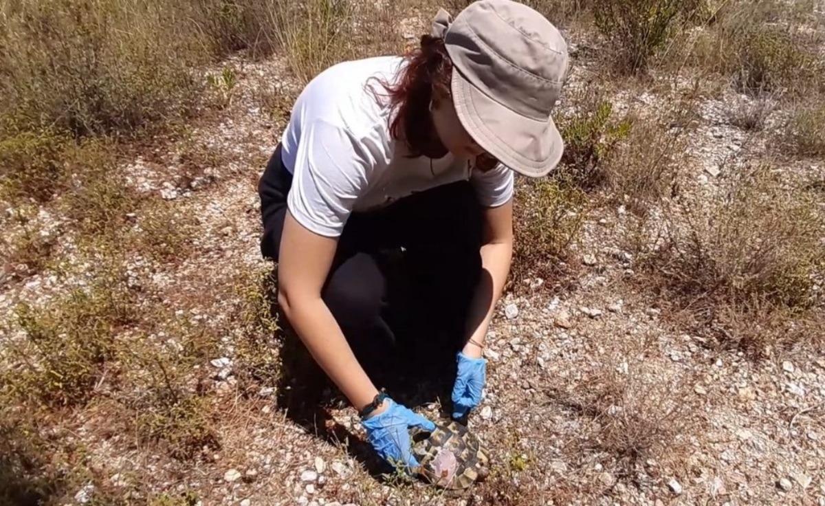 Tedavisi tamamlanan martı ve kaplumbağa doğaya salındı
