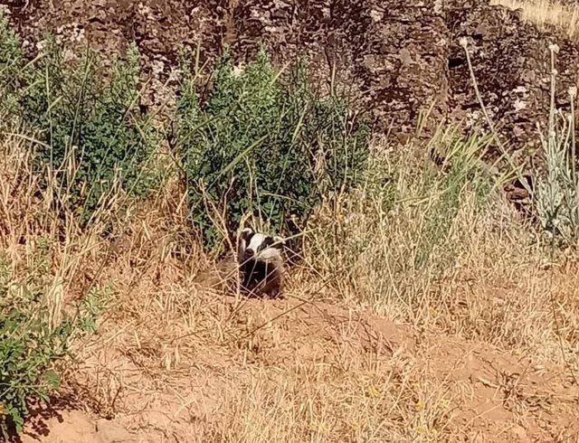 Elazığ’da oklu kirpi görüntülendi