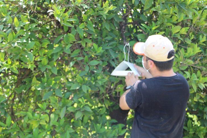 Konyaaltı’nda entegre mücadele projesi G2