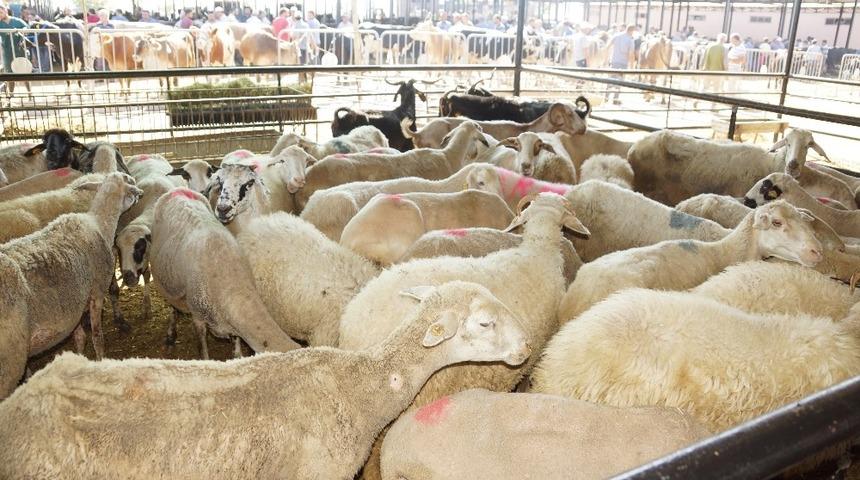 Aydın’da kurban satışı ve kesimine korona virüs ayarı