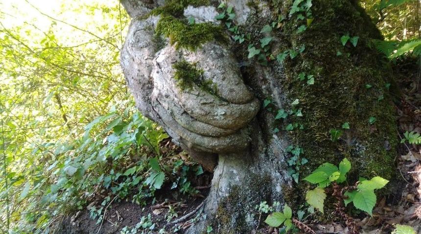 Gövdesinde el figürü olan ağaç ilgi odağı oldu