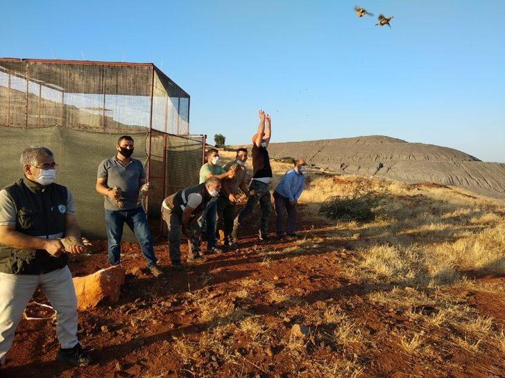 Aydın’da 750 kınalı keklik doğaya bırakıldı G2