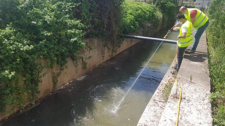 İzmit Belediyesi sivrisineklere karşı ilaçlamayı aksatmıyor G1