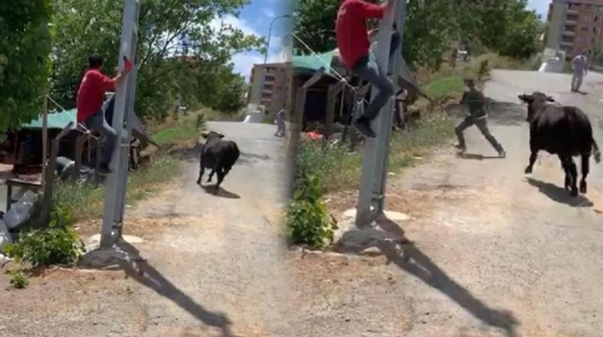 Yer: İstanbul! Kurbanlık tosun ortalığı birbirine kattı