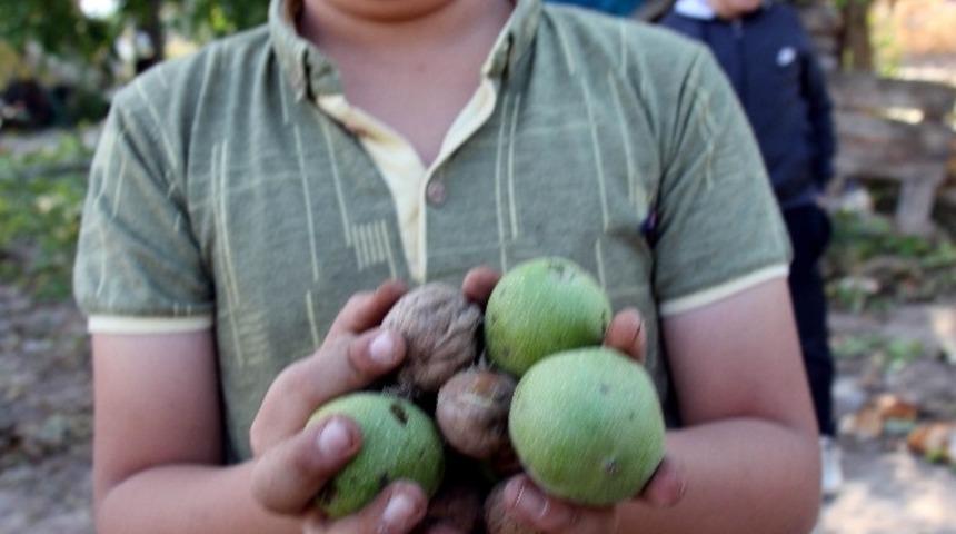 Beyşehir&rsquo;de ceviz &uuml;retimi destekleniyor