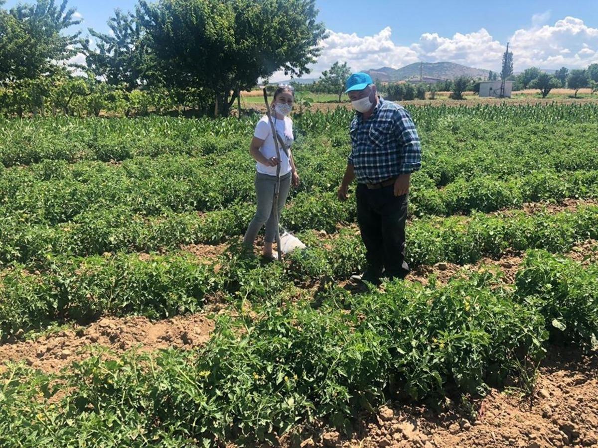 Domateslerdeki &lsquo;Mildiy&ouml;&rsquo; hastalığına karşı ila&ccedil;lama tavsiyesi