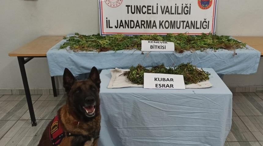 Tunceli&rsquo;de kubar esrar ve hint keneviri ele ge&ccedil;irildi