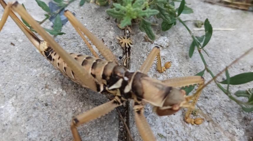 Bah&ccedil;eden d&ouml;nerken g&ouml;rd&uuml;! Dev &ccedil;ekirge, Tunceli&rsquo;de g&ouml;r&uuml;nt&uuml;lendi