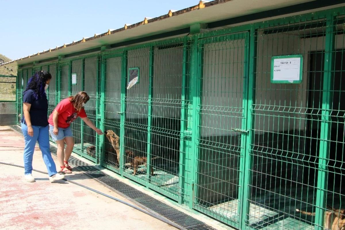 &Ccedil;ankaya&rsquo;da barınağın duvarlarına sanat&ccedil;ı dokunuşu