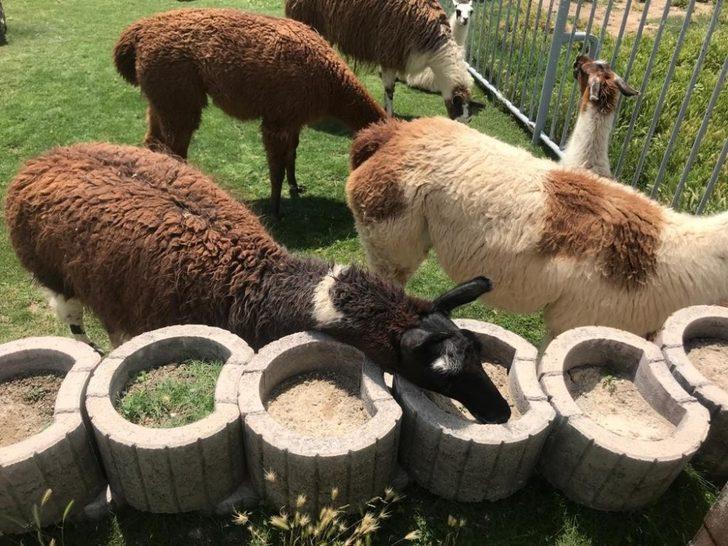 Anadolu Harikalar Diyarı Hayvanat Bahçesini pandemiden sonra 10 bin kişi ziyaret etti G2
