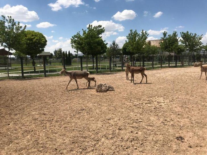 Anadolu Harikalar Diyarı Hayvanat Bahçesini pandemiden sonra 10 bin kişi ziyaret etti G3