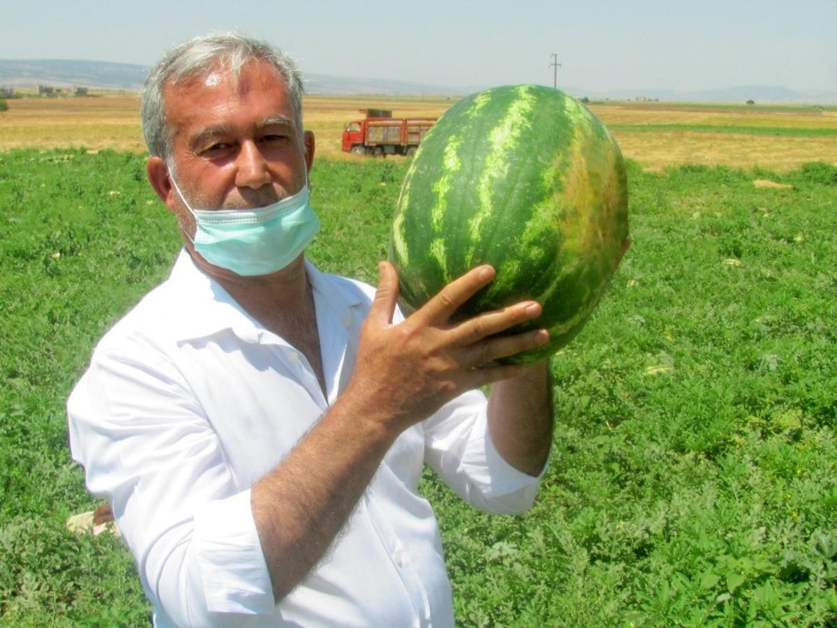 Araban Karpuz&rsquo;unun hasadına başlandı