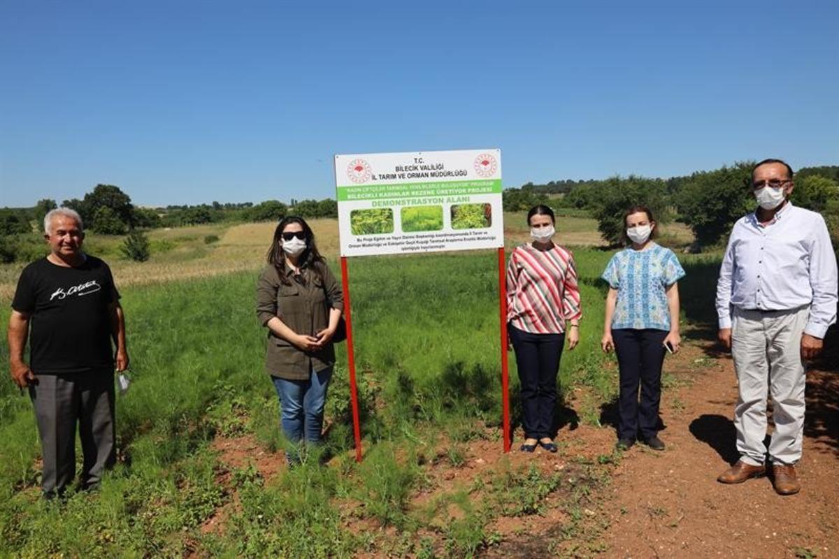 Bilecik tarımında alternatif bir &uuml;r&uuml;n &rsquo;rezene&rsquo;