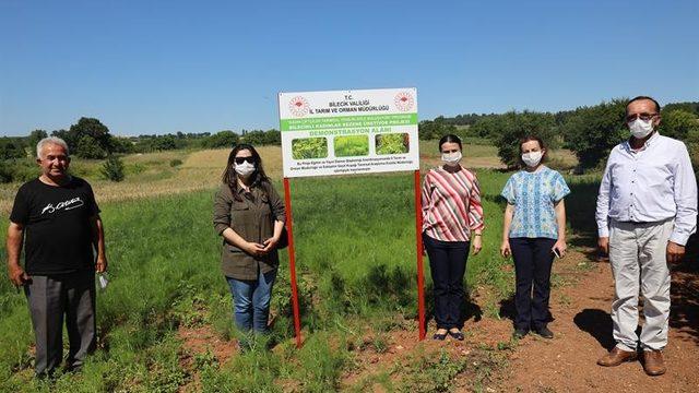 Bilecik tarımında alternatif bir ürün ’rezene’