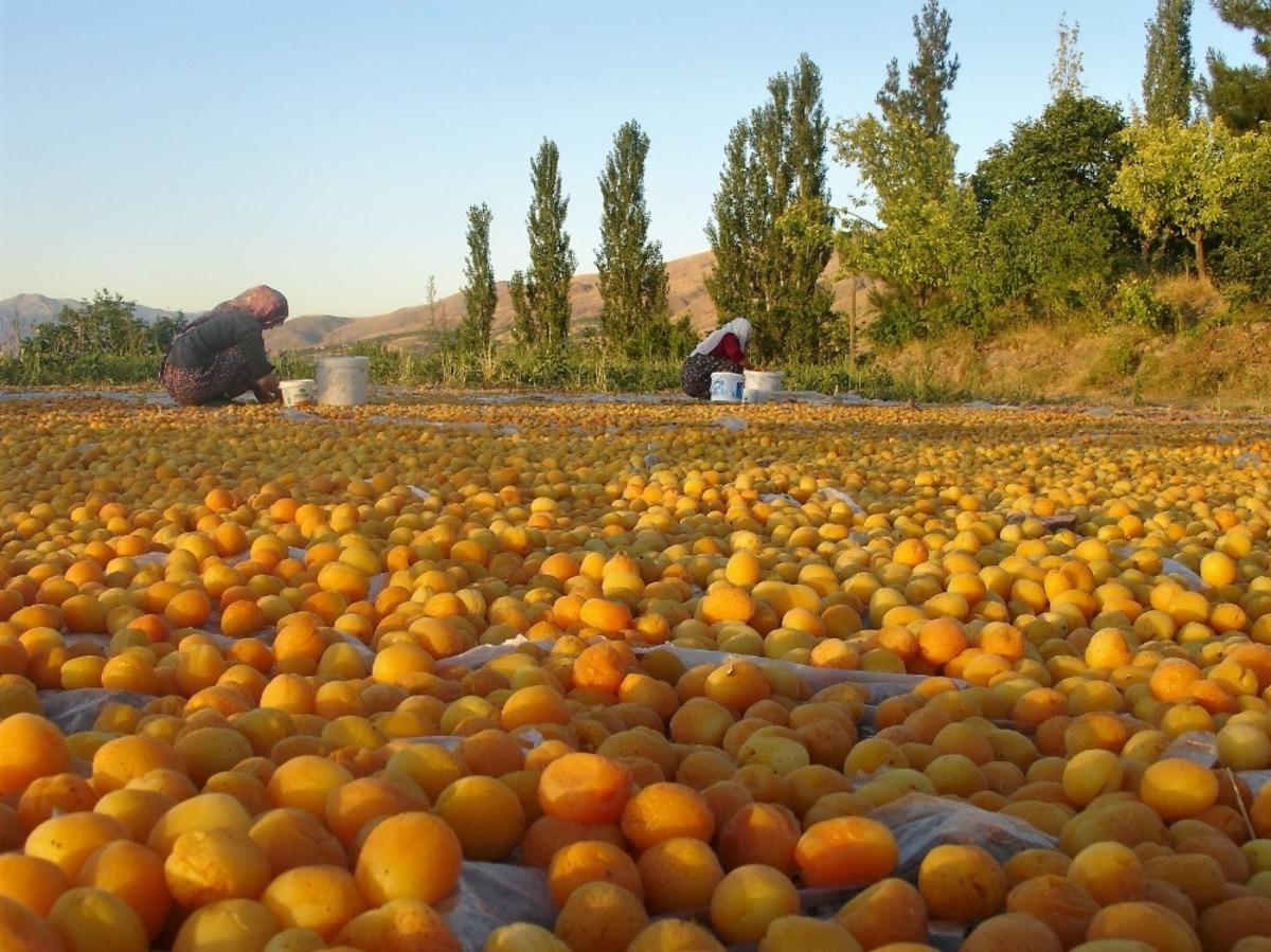 Sarı&rsquo;nın kahve rengine yolculuğu