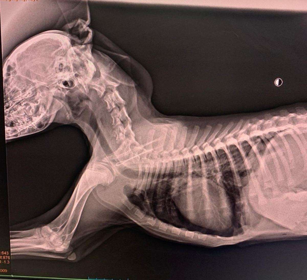 Sokak k&ouml;peği ameliyatla hayata d&ouml;nd&uuml;r&uuml;ld&uuml;