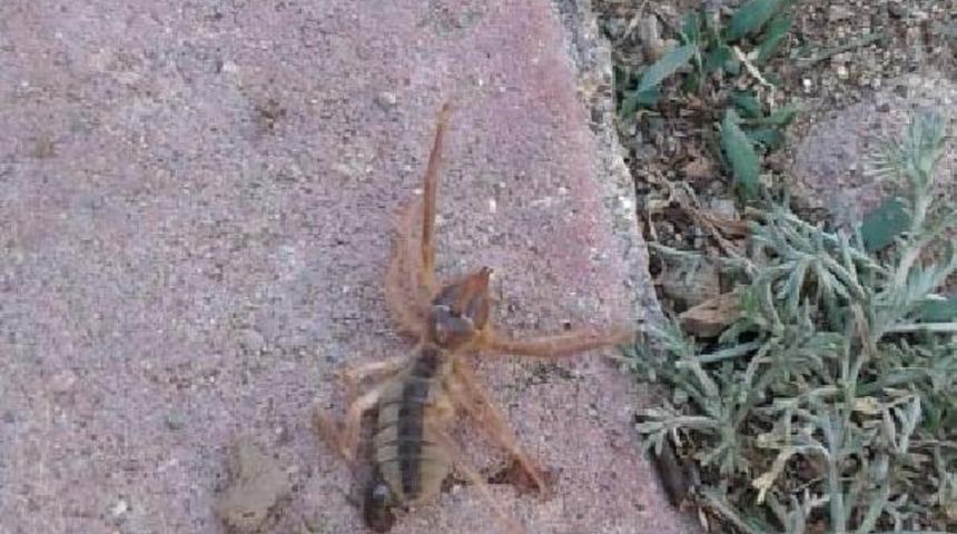 Kayseri'de g&ouml;r&uuml;nt&uuml;lendi! Vatandaşlar tedirgin