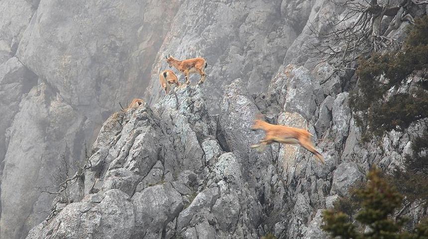 Tunceli’de dağ keçilerinin avlanabilmesi için açılan ihale iptal edildi