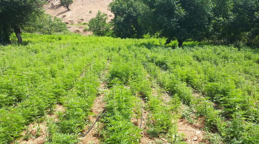 Bing&ouml;l ve Diyarbakır'da 10 milyon k&ouml;k kenevir ele ge&ccedil;irildi