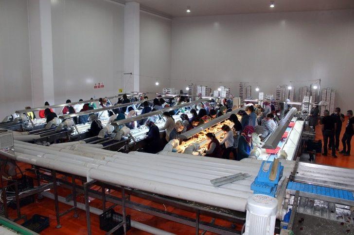 TKDK’dan alınan hibe desteğiyle kurulan tesiste ihracat başladı G2