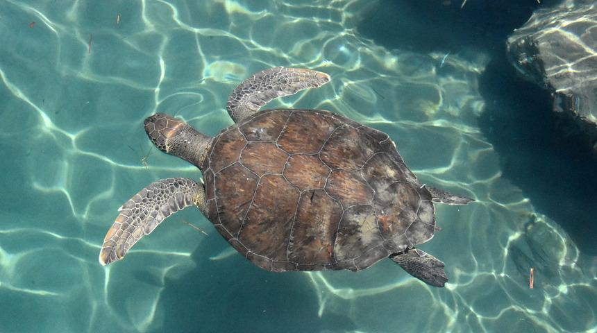 Caretta carettaların 'koronavirüs' özgürlüğü