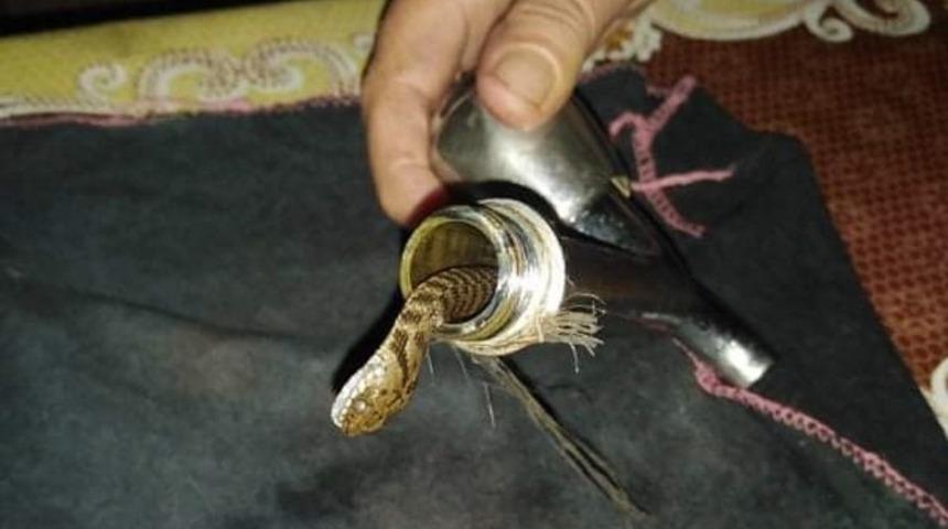 Musluktan yılan çıktı
