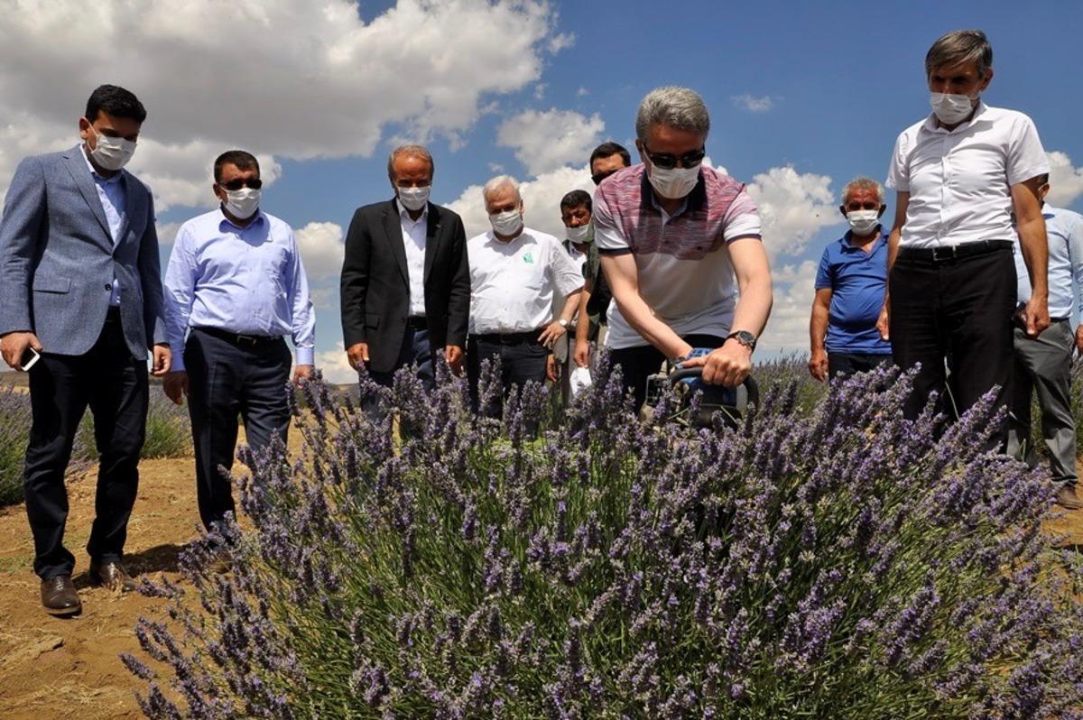 Arguvan Belediyesi&rsquo;nden Lavanta hasat g&uuml;n&uuml;