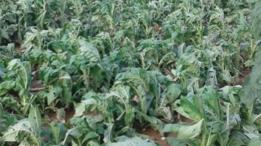 Dolu t&uuml;t&uuml;nlere zarar verdi