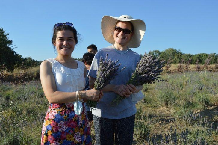 Yuntdağı’nda ilk lavanta hasadı Obasya’dan G1