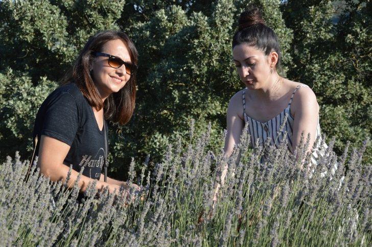 Yuntdağı’nda ilk lavanta hasadı Obasya’dan G2