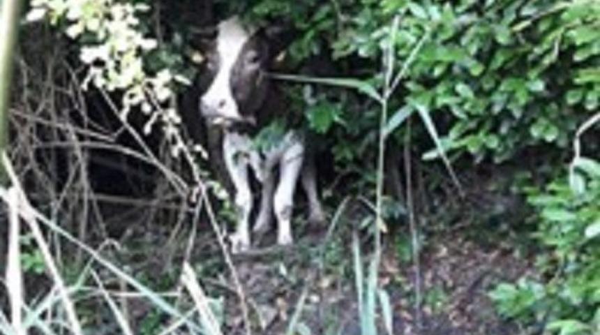 Bataklıkta mahsur kalan inek AFAD tarafından kurtarıldı