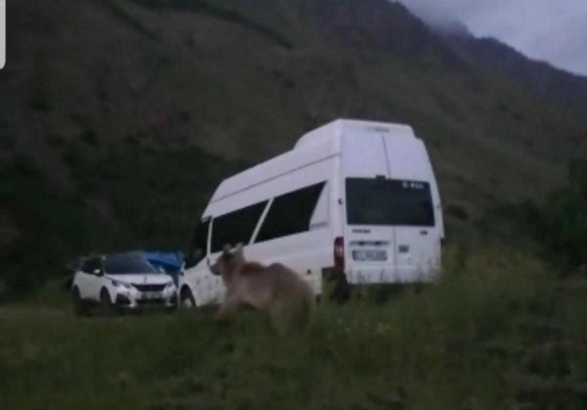 G&ouml;&ccedil;erlerin &ccedil;adır kurduğu b&ouml;lgeye gelen boz ayı korkuya neden oldu