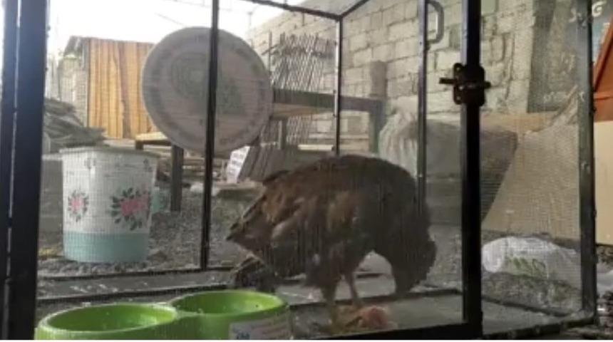 Koruma altına alınan Kızıl Şahin&rsquo;in beslenmesi g&ouml;r&uuml;nt&uuml;lendi