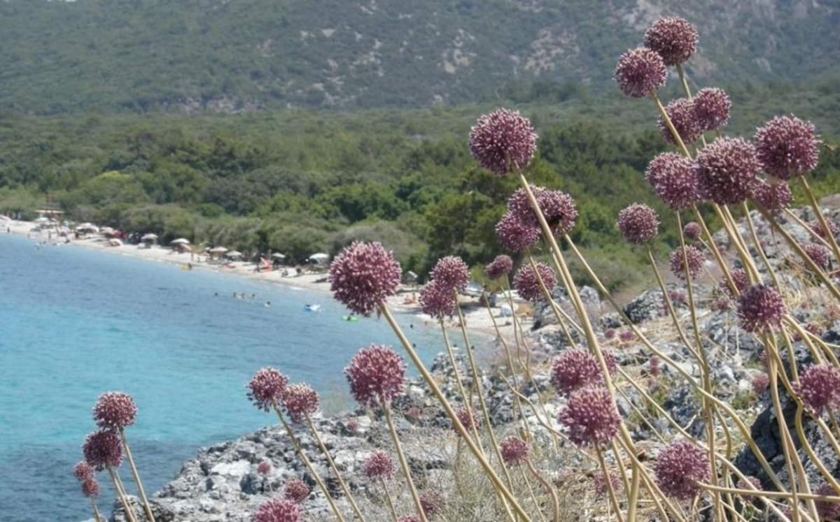 Kıyı sarımsakları K&ouml;rfez&rsquo;e renk kattı