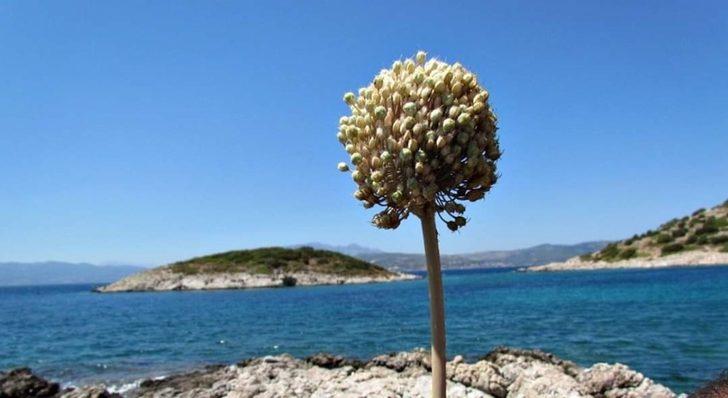 Kıyı sarımsakları Körfez’e renk kattı G2