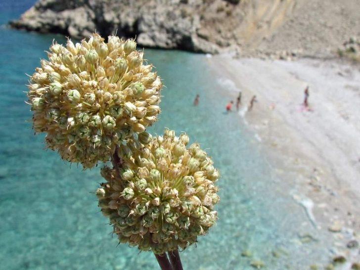Kıyı sarımsakları Körfez’e renk kattı G3