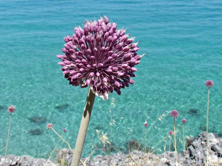 Kıyı sarımsakları Körfez’e renk kattı G4