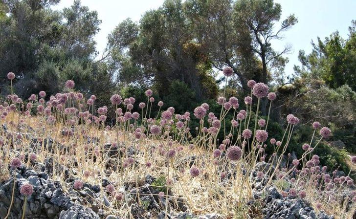 Kıyı sarımsakları Körfez’e renk kattı G5